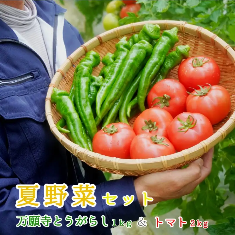 夏野菜セット 辛くない 万願寺とうがらし1kg＋トマト2kg （トマト 万願寺とうがらし）