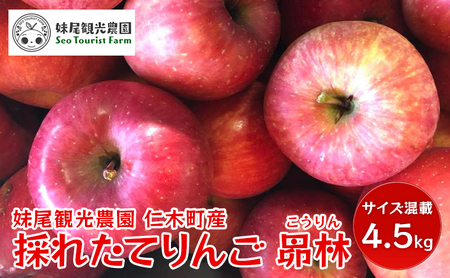 [2026年発送] 仁木町の採れたてりんご「昴林（こうりん）」4.5kg（15～18玉入り）北海道 仁木 果物 フルーツ リンゴ 果物類 林檎 [フルーツショップ妹尾観光農園] 