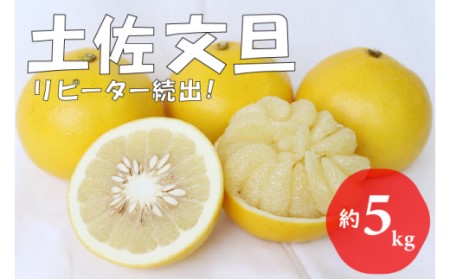 【先行予約 2027年2月～発送】土佐文旦 5kg 贈答用 フルーツ 果物 柑橘 ぶんたん 産地直送 高知県