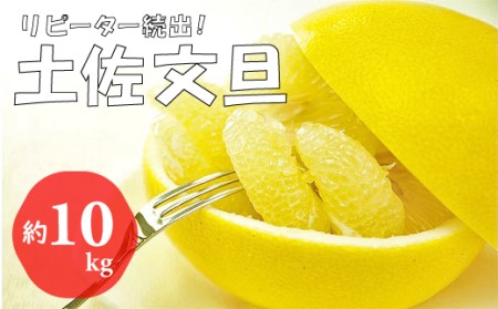 【先行予約 2027年2月～発送】土佐文旦 10kg 贈答用 フルーツ 果物 柑橘 ぶんたん 産地直送 高知県