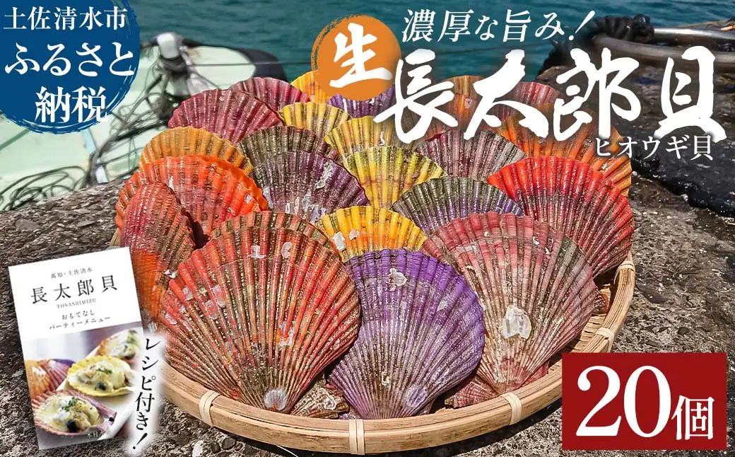 【9月発送】ヒオウギ貝20個セット（ホタテの仲間）アウトドア キャンプ 海鮮BBQ 魚貝  生 貝殻付 活 貝柱 酒蒸し バーベキュー【R01605】