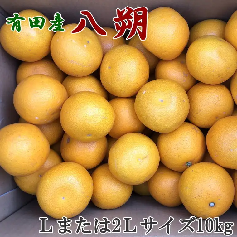 【手選果】有田産の八朔10kg（Lまたは2Lサイズいずれかお届け）＜2027年1月下旬～2027年2月下旬頃＞【tec846A】