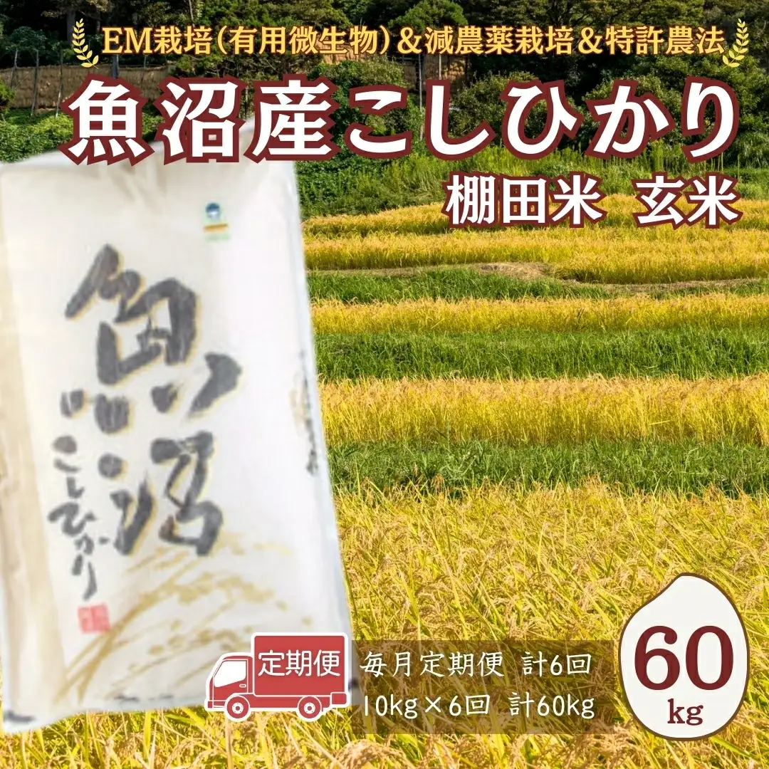 【令和8年 先行予約 定期便】魚沼産コシヒカリ棚田米 玄米 60kg (10キロ×6回) 佐藤農場| おこめ 玄米 小千谷 新潟