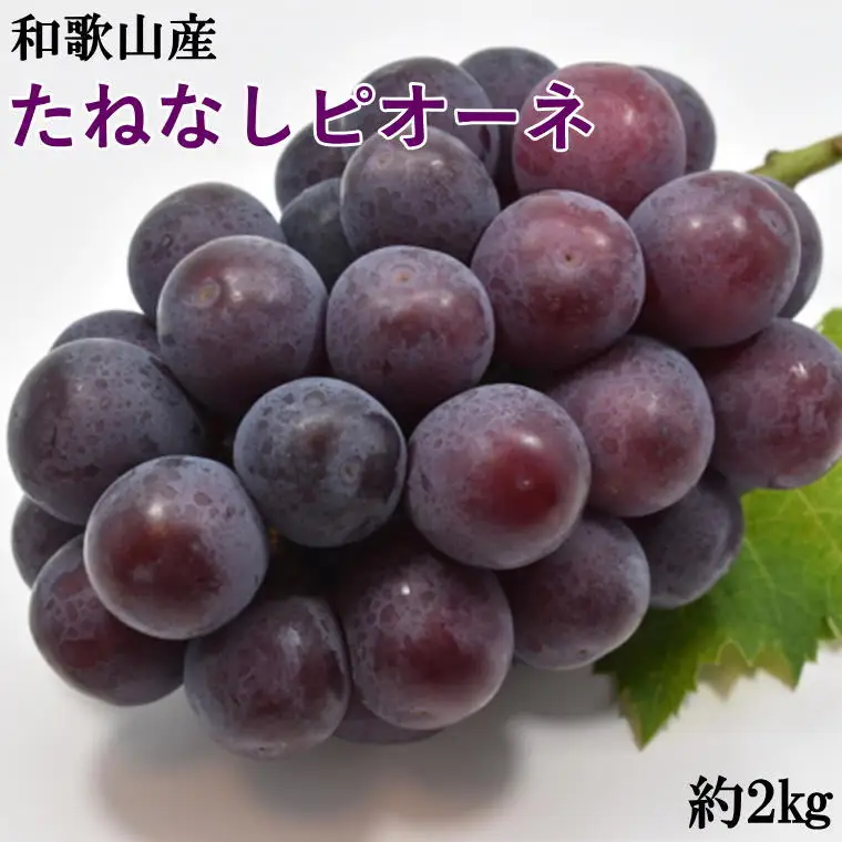 【2026年度発送分】【新鮮・産直】和歌山かつらぎ町産たねなしピオーネ約2kg　※2026年8月中旬～2026年9月中旬頃に順次発送予定【tec500B】