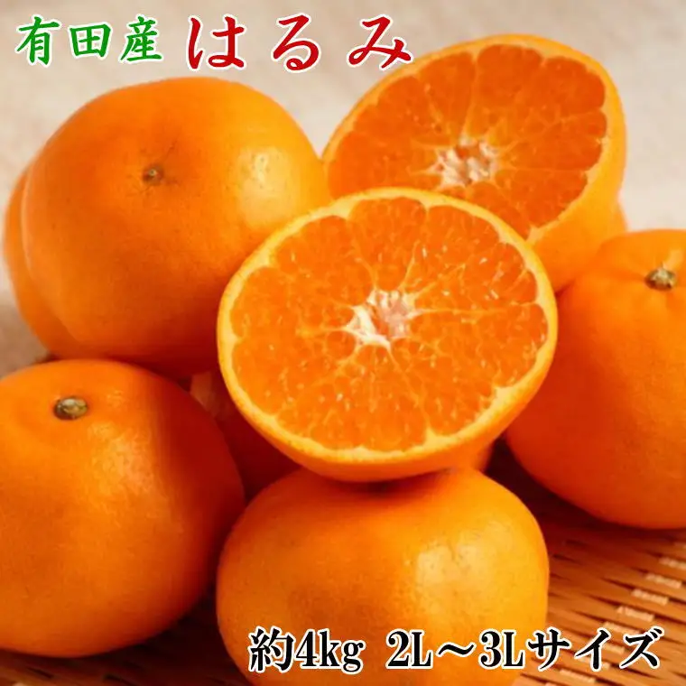 【厳選・濃厚】紀州有田産のはるみ約4kg(サイズおまかせ) ※2027年1月下旬～2027年2月中旬頃より順次発送【tec820B】