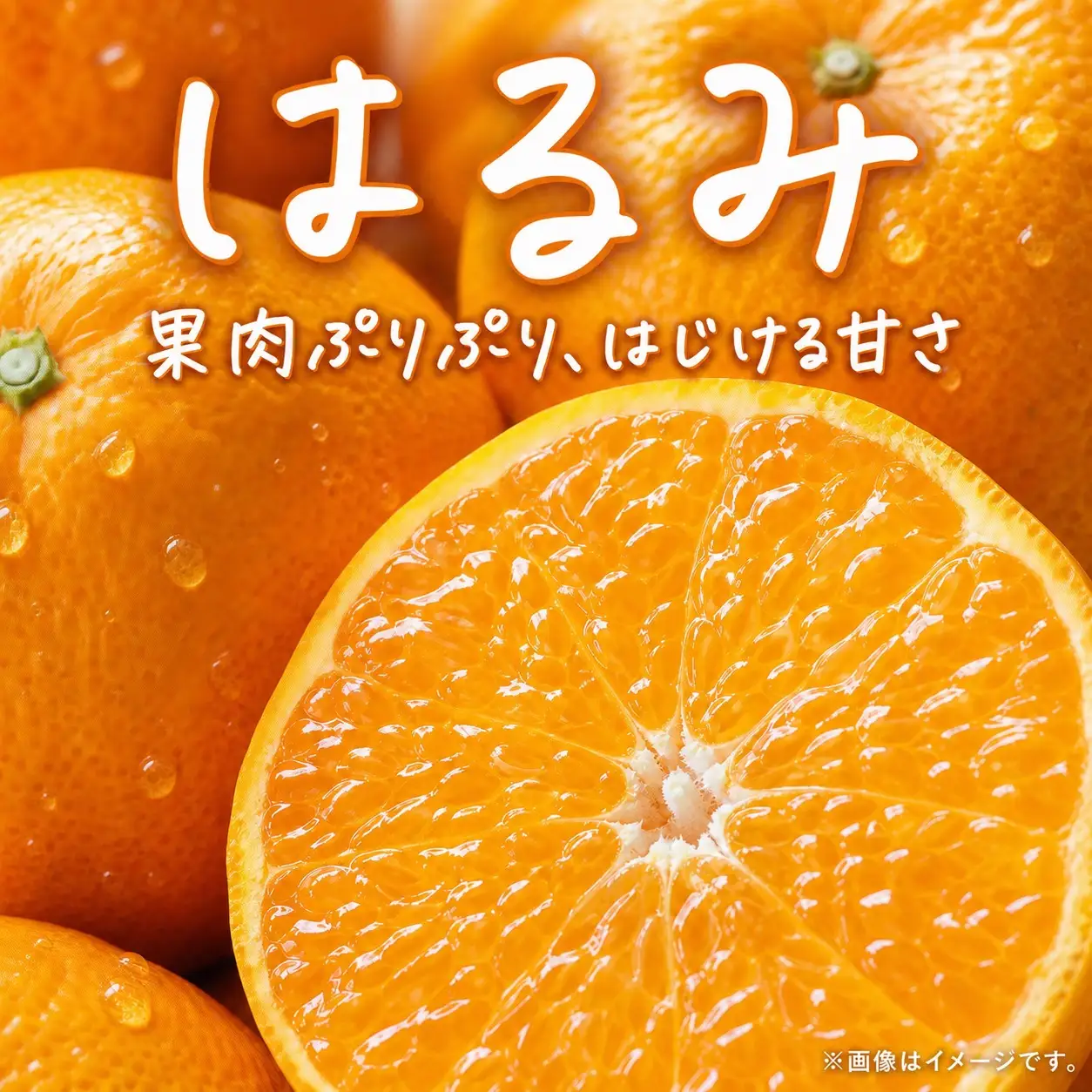 果肉ぷりぷり! 完熟はるみ 約5kg　※2027年1月下旬頃～2027年2月上旬頃に順次発送予定(お届け日指定不可) 【uot732】