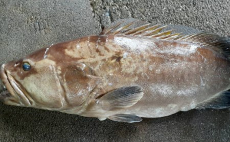 高級魚天然本クエ鍋用切身（アラ付）１ｋｇ