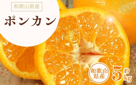 ポンカン 約5kg/サイズおまかせ　※2027年1月下旬～2027年2月下旬頃に順次発送予定(お届け日指定不可)　紀伊国屋文左衛門本舗　【kstb451B】