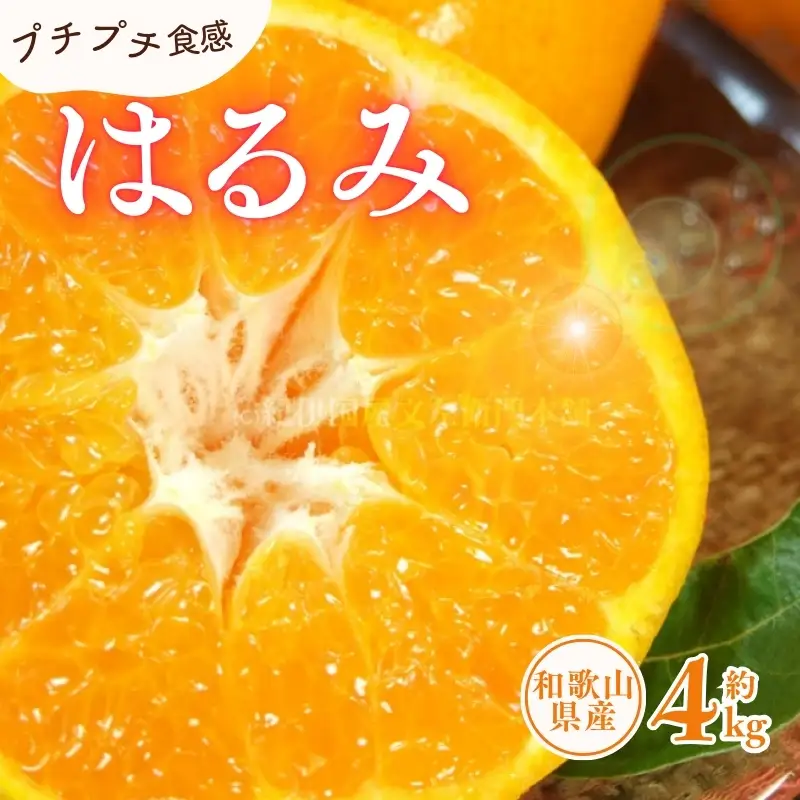 はるみ 約4kg/サイズおまかせ　※2027年1月下旬～2027年3月中旬頃に順次発送予定(お届け日指定不可)　紀伊国屋文左衛門本舗【kstb460B】