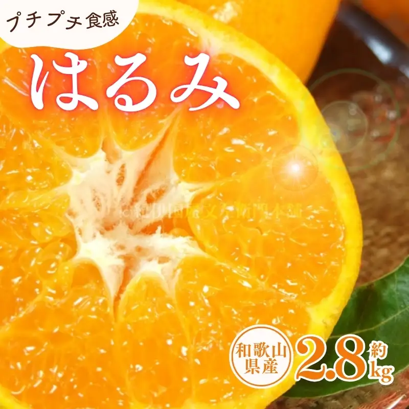 はるみ 約2.8kg/サイズおまかせ　※2027年1月下旬～2027年3月中旬頃に順次発送(お届け日指定不可)　紀伊国屋文左衛門本舗　【kstb461B】