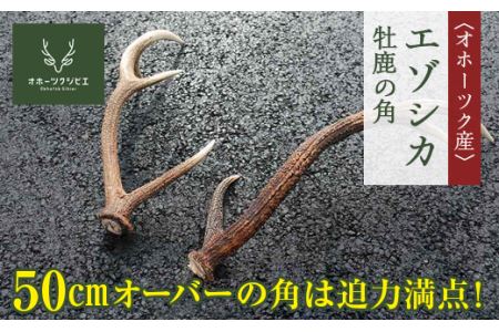  オホーツク産エゾシカ　牡鹿の角 ( ふるさと納税 エゾ鹿 天然素材 ハンドフラフト インテリア 狩猟素材 工芸品 北海道 遠軽町 株式会社オホーツクジビエ ) en01-00120