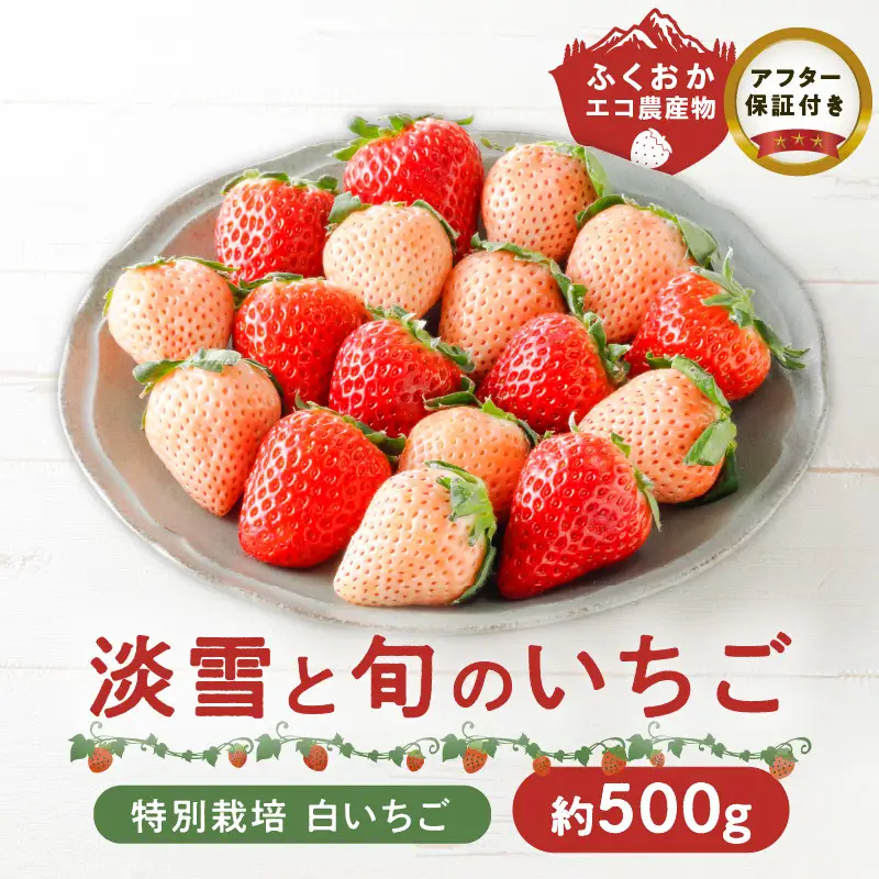 特別栽培 白いちご 淡雪と旬のいちご詰め合わせ紅白セット （ふくおかエコ農産物） 約500g_特別栽培 白いちご 旬 いちご 詰め合わせ 紅白セット 一箱2パック入り 約500g ふくおかエコ農産物 旬のいちご 食べ比べ ギフト 最適 久留米市内 生産 7品種 淡雪 あまおう 恋みのり かおりの 紅ほっぺ よつぼし あまえくぼ いちごきらり 福岡県 送料無料 〔Fi109〕