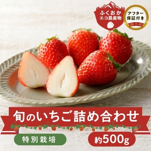 特別栽培 旬のいちご詰め合わせ （ふくおかエコ農産物） 約500g_特別栽培 旬 いちご 2種 詰め合わせ 食べ比べ セット 約 500g 冷蔵 ふくおかエコ農産物 新鮮 福岡県産 あまおう 恋みのり かおりの 紅ほっぺ よつぼし すず あまえくぼ ギフトボックス 贈答用 ゆりかーご フルーツ 果物 お取り寄せ 福岡県 久留米市 送料無料 〔Fi110〕