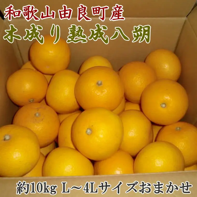 【先行予約】【産直】和歌山由良町産の木成り熟成八朔約10kg（L～4Lサイズをお届け）※2027年3月中旬～2027年4月中旬頃に発送（お届け日指定不可）【tec876B】
