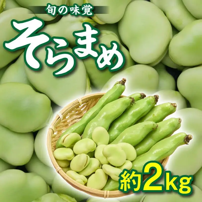 旬の味覚 そらまめ 約2kg【2027年5月上旬～2027年6月上旬配送】