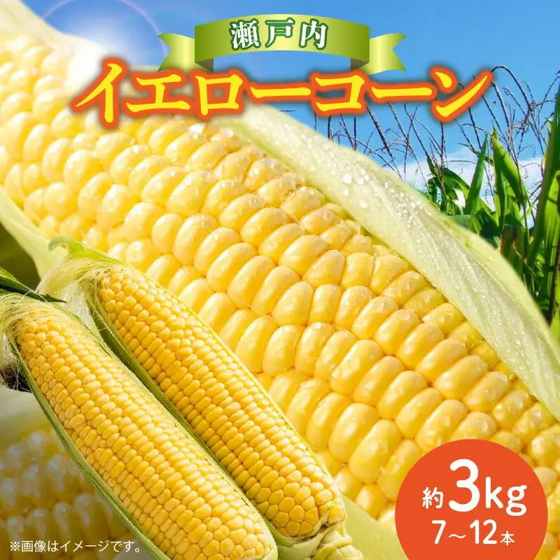 ＼寄附額改定／瀬戸内イエローコーン 約3kg【2027-6月上旬～2027-7月中旬配送】| コーン
