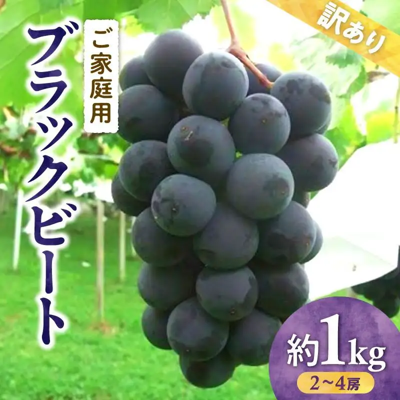 訳あり ご家庭用 ブラックビート 約1kg【2026年8月中旬～2026年9月下旬配送】
