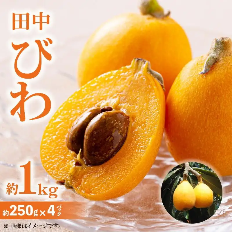 田中びわ 約1kg (約250g×4パック)【2027-6月上旬～2027-7月中旬配送】| びわ