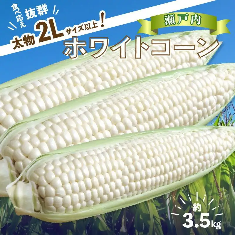 ＼寄附額改定／太物2Lサイズ以上!瀬戸内ホワイトコーン 約3.5kg【2027-6月中旬～2027-7月中旬配送】| コーン