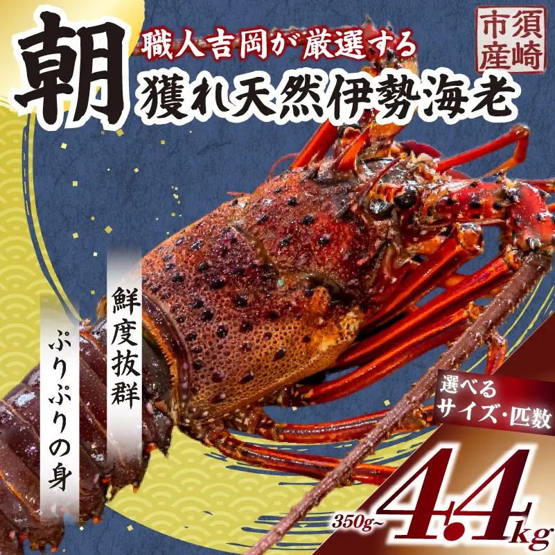 【伊勢海老】 朝どれ天然伊勢海老4.4kg以上