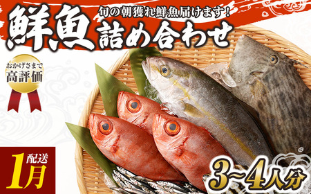 旬の朝獲れ鮮魚詰め合わせ 2026年1月配送※着日指定不可【以布利定置網　漁師直送】【S00818-1】
