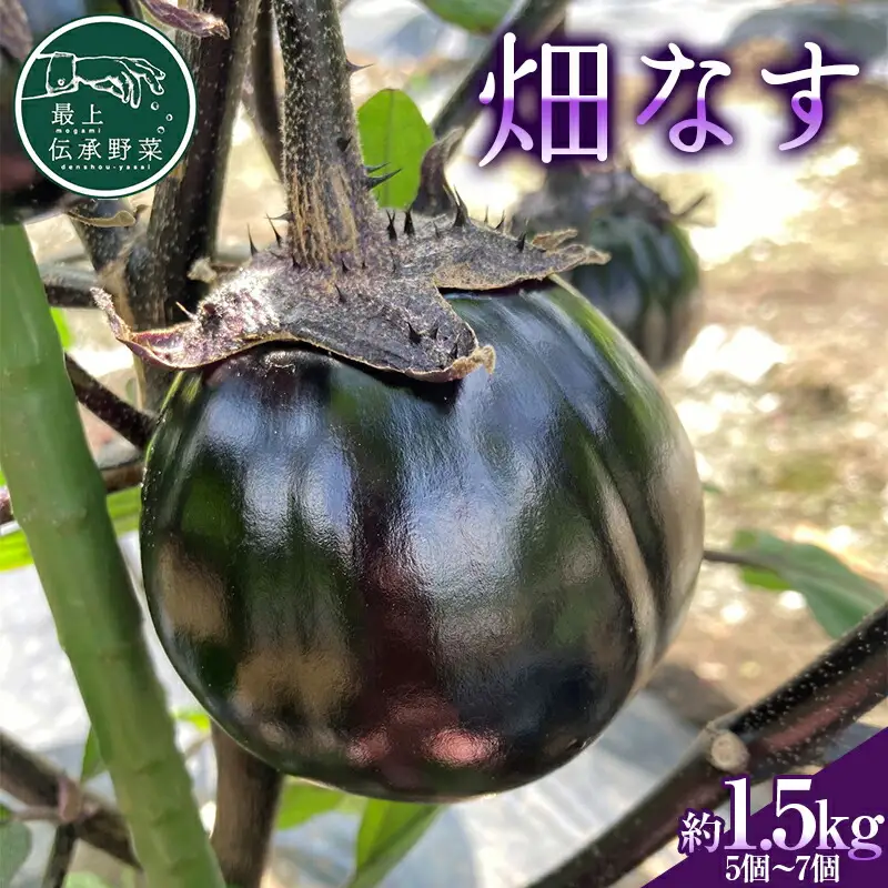 最上伝承野菜「畑なす」約1.5kg なす ナス 茄子 野菜 なすび 夏野菜 F3S-2197