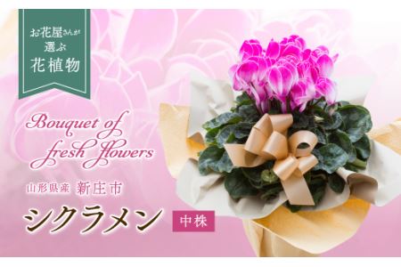 お花屋さんが選ぶ花植物 シクラメン 中株 花 お花 フラワー ギフト 贈り物 贈答 プレゼント 山形県 新庄市 F3S-0290