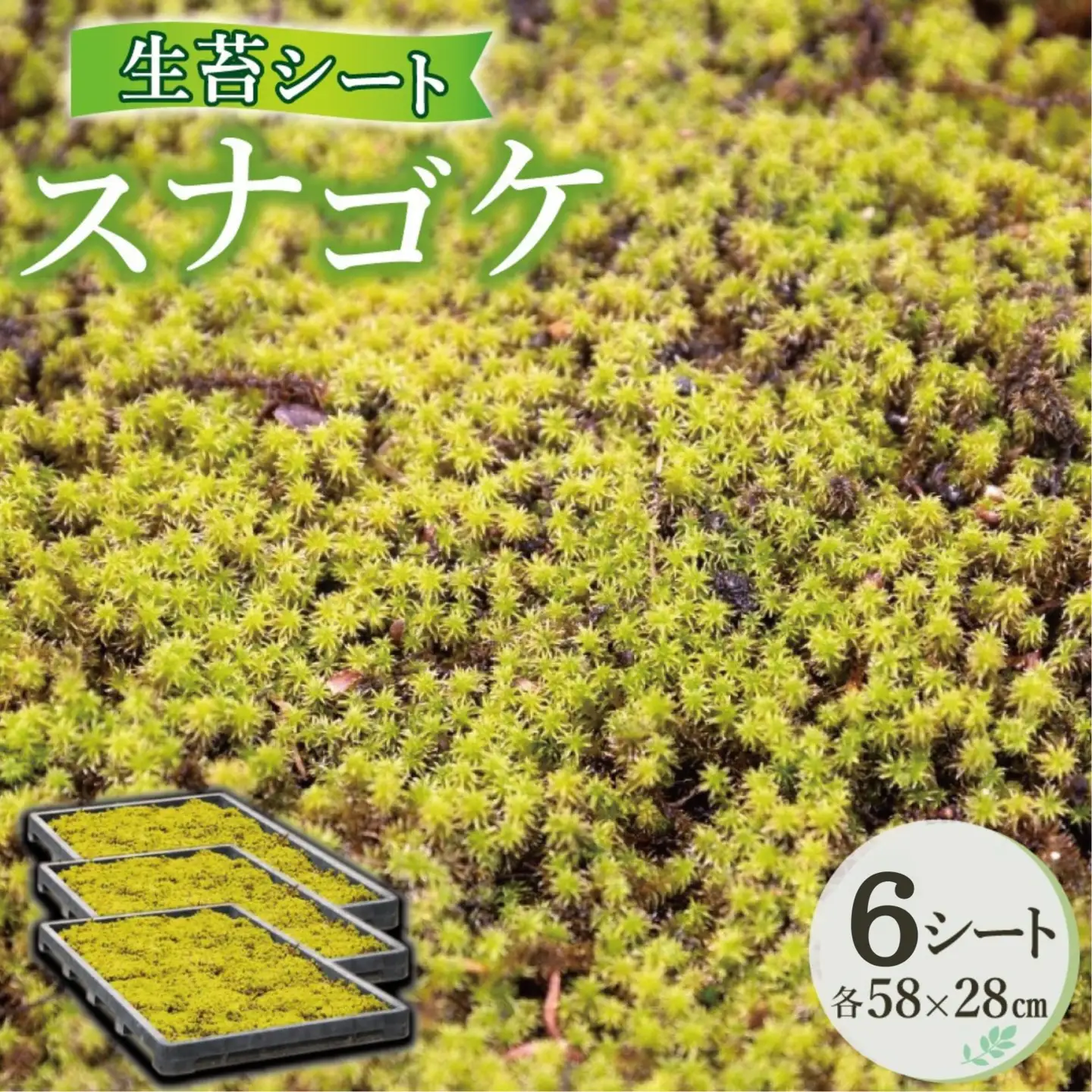 スナゴケ生苔6シート1セット【北海道・沖縄・離島　配送不可】