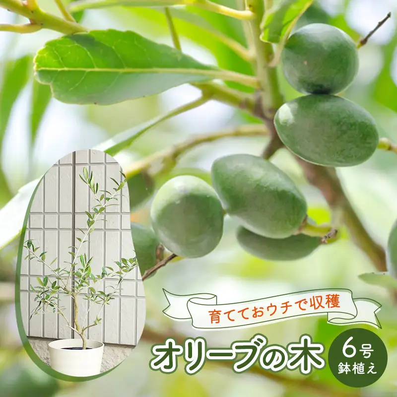 鉢植え 苗木 オリーブの木 6号 オリーブ 植物 鉢植え