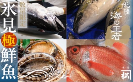 【奇数月6回お届け】氷見直送！ミシュラン星付き店にも卸す魚問…