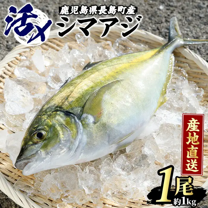 鹿児島県長島町産 シマアジ (約1.0kg・1匹) シマアジ 鹿児島 鮮魚 一匹 柵 刺身 切り身 高級あじ 高級魚【JFA】jfa-7145