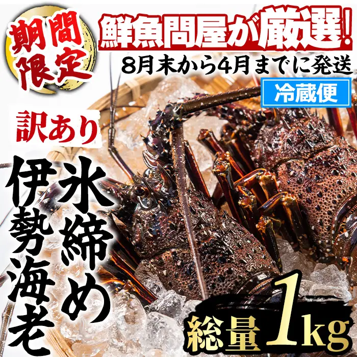 伊勢海老 ＜訳あり＞ 氷締め 2尾 総量1kg以上  伊勢海老 【江川商店】 【0343207a】