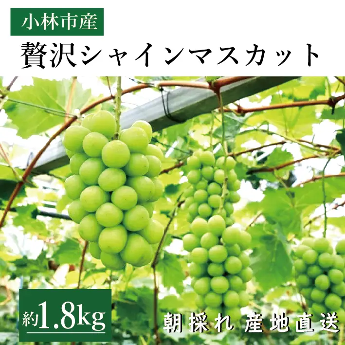 【令和8年発送 】贅沢シャインマスカット1.8kg程度（果実 フルーツ ぶどう マスカット 2026 人気 限定 宮崎 小林市）