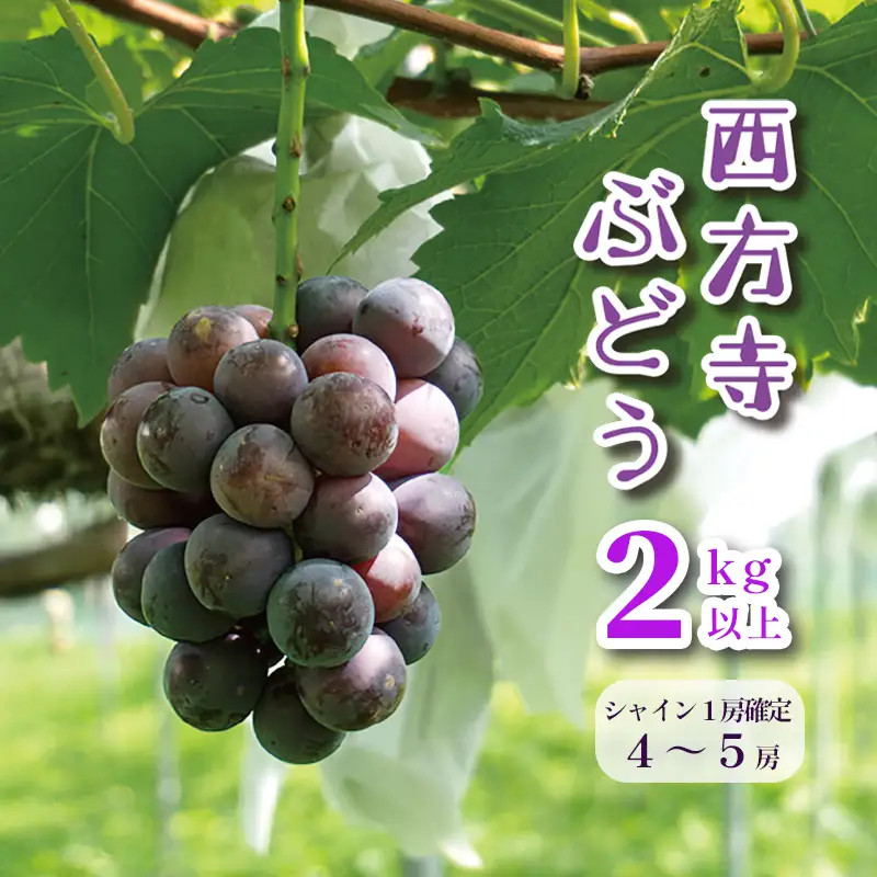 【数量限定/9月発送】 西方寺ぶどう 4-5房（ ピオーネ / シャインマスカット ） 2kg以上