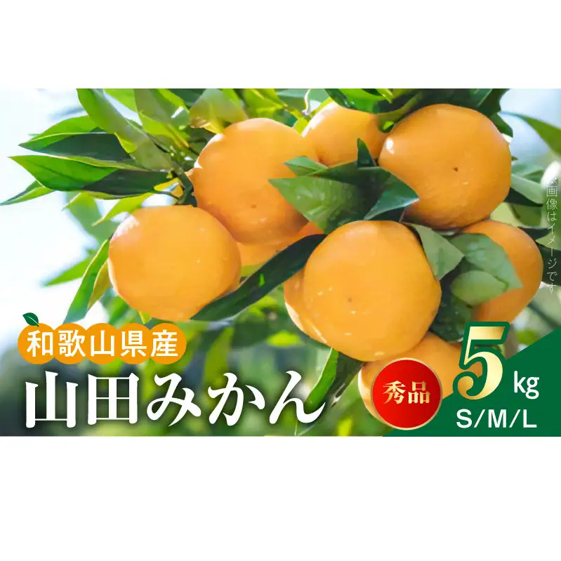 【2026年先行予約】山田みかん 秀品 約5kg (S・M・Lサイズいずれかおまかせ)_AM6001n