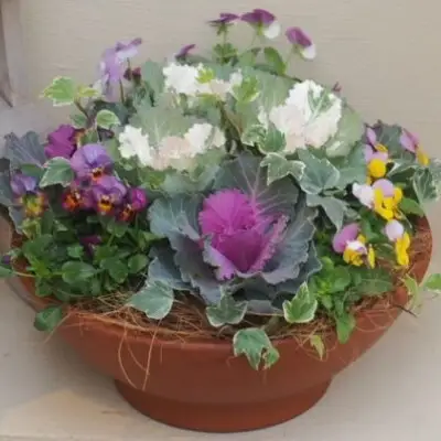 まるでお花のケーキ！葉ボタンの寄せ植え 苗木 