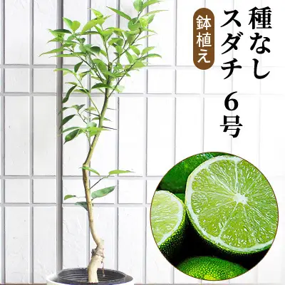種なし スダチ 6号 鉢植え 苗木 すだち 