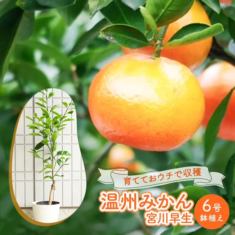 鉢植え 苗木 温州みかん 6号 宮川早生 植物 鉢植え