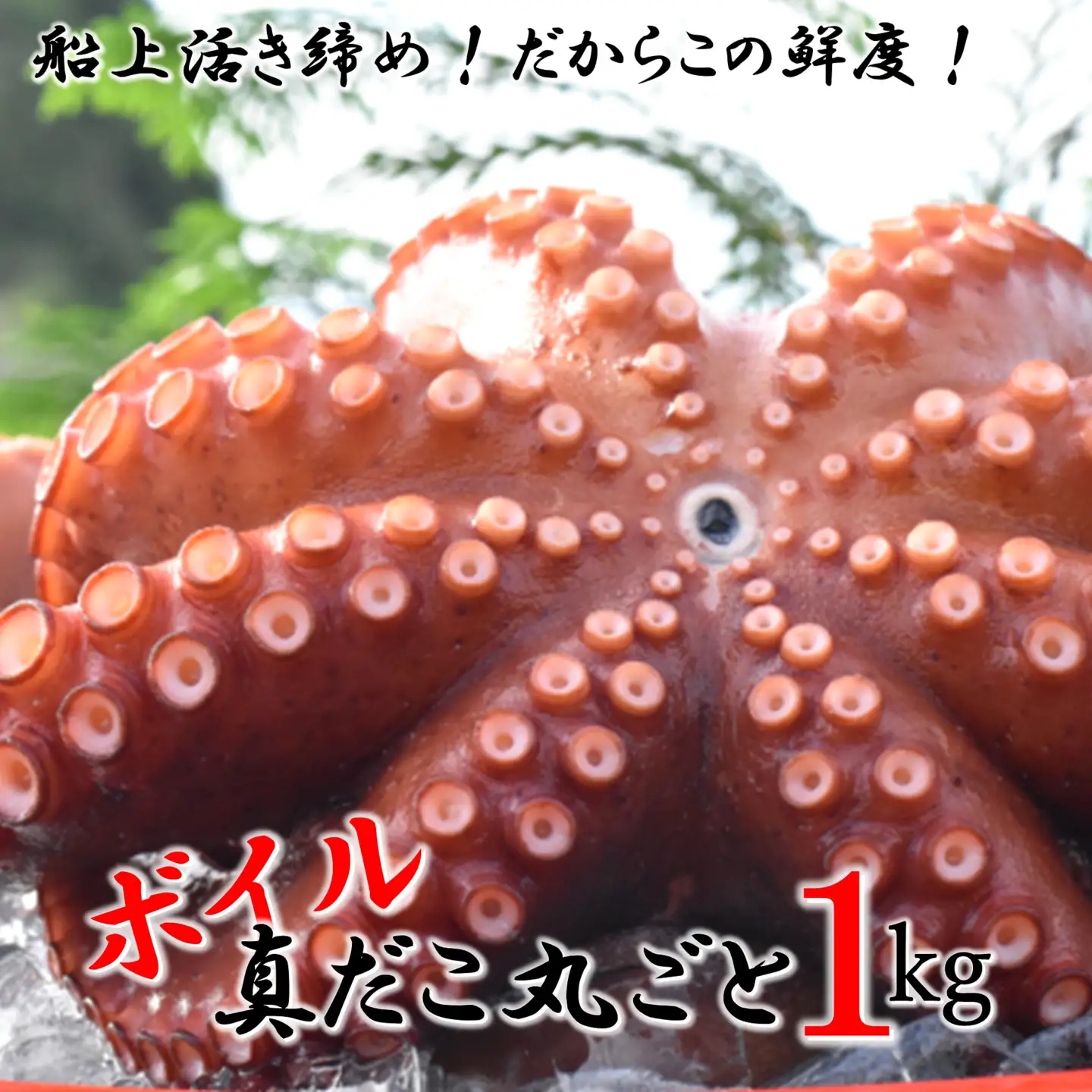 船上活き締め！ゆでたこ丸ごと約1kg（約1～4杯）_1812R