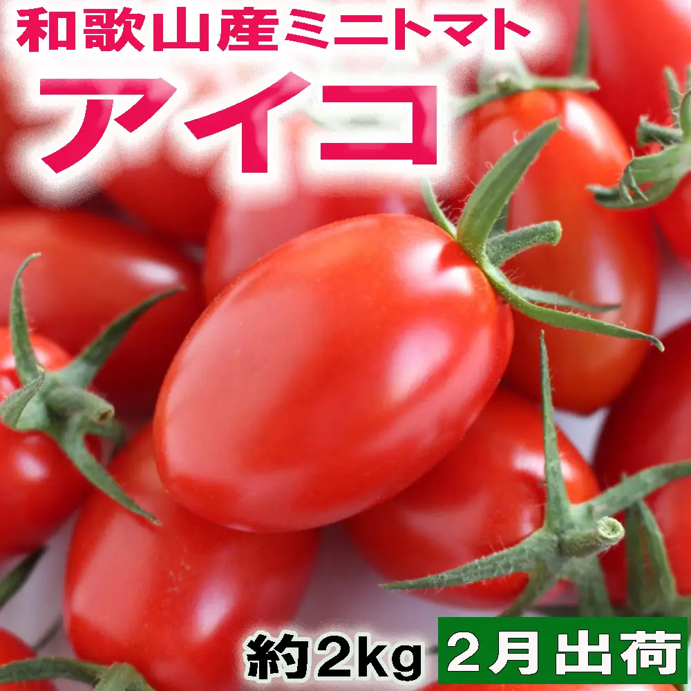 和歌山産ミニトマト「アイコトマト」約2kg（M・Lサイズおまかせ）［2027年2月出荷分］【tec100B-2】
