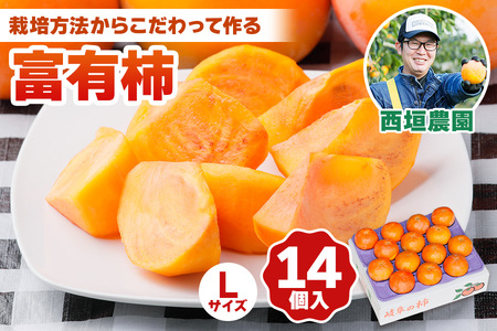 [令和8年産] 柿 富有柿 Lサイズ (14個入)[mt019] 西垣農園 柿