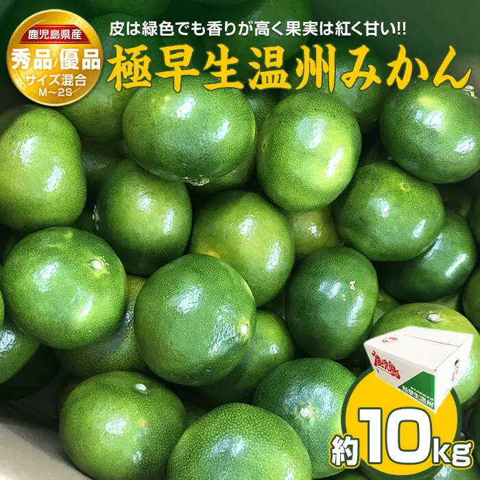 ＼9月30日まで！数量限定／  極早生温州みかん 10kg 秀品・優品 M～2Sサイズ 香りが高く果実は紅く甘い 国産 鹿児島県産 長島町 フルーツ 柑橘 みかん 温州 柑橘【鹿児島いずみ農業協同組合】ja-1367R8