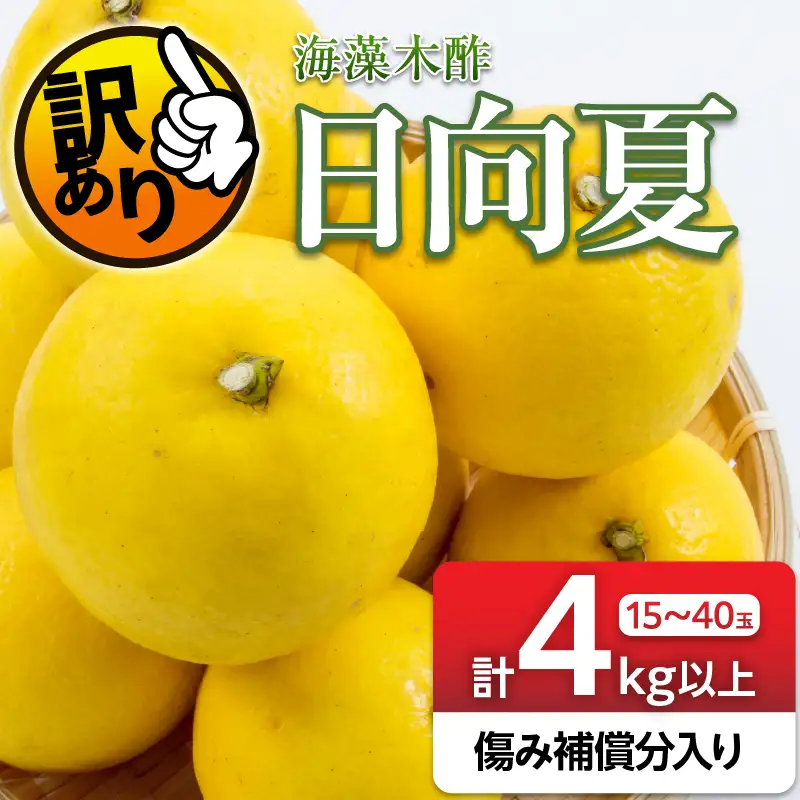 先行予約 訳あり 海藻木酢 日向夏 小夏 計4kg以上 傷み補償分入り_ZZV5-26