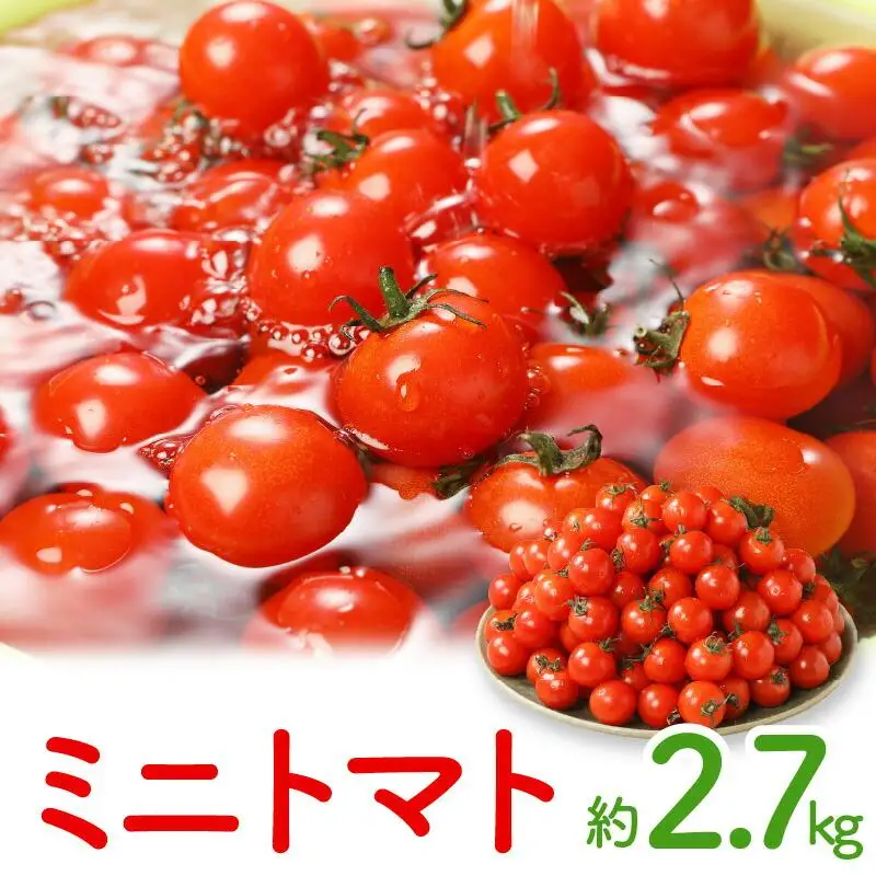 ミニトマト約2.7kg【2026-11月上旬～2027-6月中旬配送】