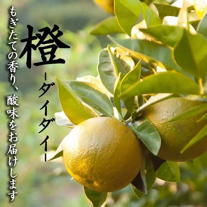 だいだい ポン酢用 だいだい 5kg箱(4.5キロ入り)和歌山県 海南市 鈴木農園直送
