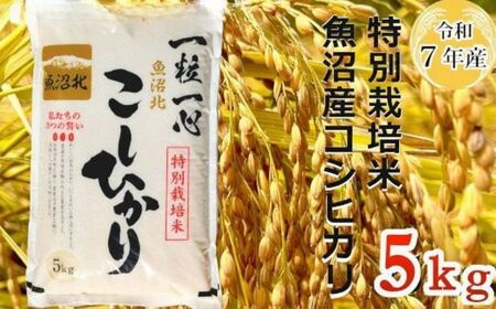 【令和7年産】特別栽培米 魚沼産コシヒカリ 5kg（(有)グリーン）白米 魚沼 米