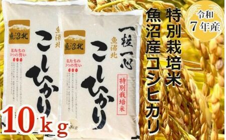【令和7年産】特別栽培米 魚沼産コシヒカリ10kg(5kg×2袋)（(有)グリーン） 白米 魚沼 米