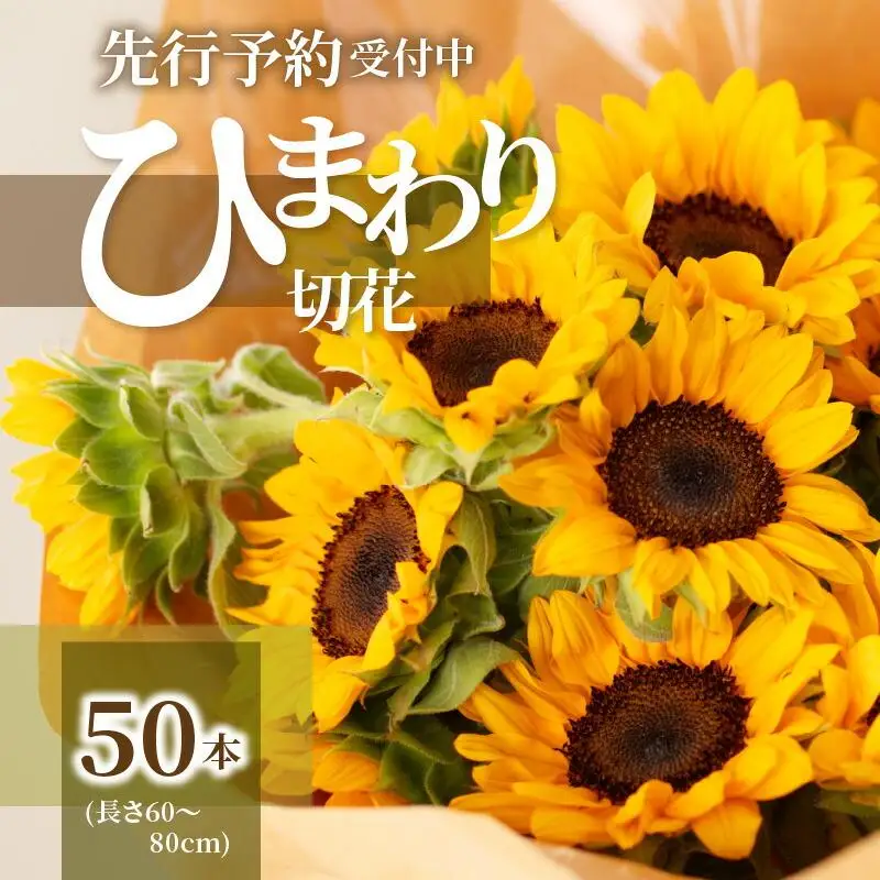 ヒマワリ切花(長さ60～80cm)【2026年6月中旬～2026年9月下旬配送】