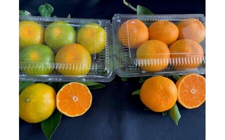 【2026年先行予約】ハウスみかん 二種 食べ比べ 4パック 【ミカン 蜜柑 柑橘 温州みかん 有田みかん ハウスミカン 和歌山】_BF6057