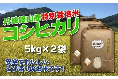 【令和７年産】特別栽培米 特A 丹波篠山産 コシヒカリ (5kg×2袋 計10kg） こしひかり 減農薬 AD15